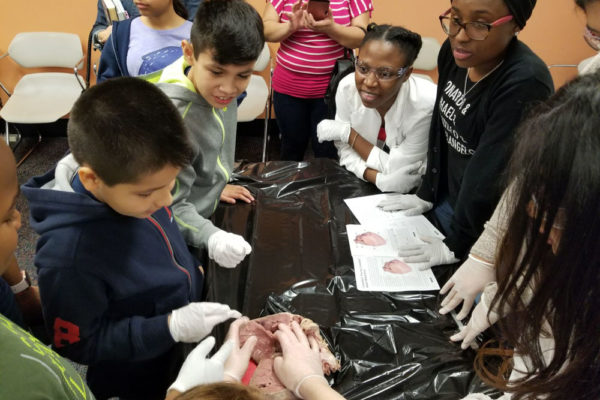 1-27-18-science-in-the-city-dissections-workshop-at-miami-lakes-library-18 Exploring Parallels Between Animal and Human Anatomy STEM Workshop at Miami Lakes Library